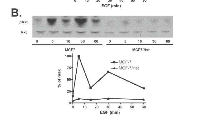 We initially demonstrated that constitutive expression of herstatin in MCF-7 breast cancer cells effectively inhibited EGF signaling to the ERK and PI3K cascades that are responsible for the