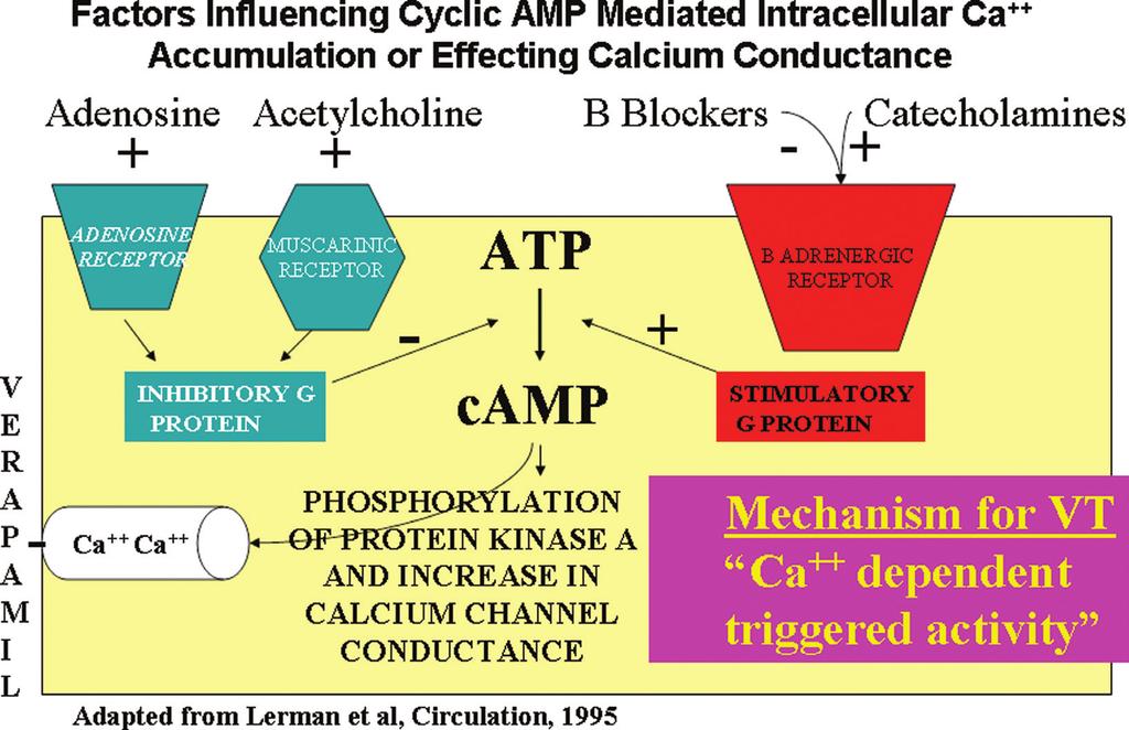 The prototypical example of the effects of provocative pharmacologic effects on ventricular tachycardia is repetitive monomorphic outflow tract tachycardia (also known as adenosine sensitive