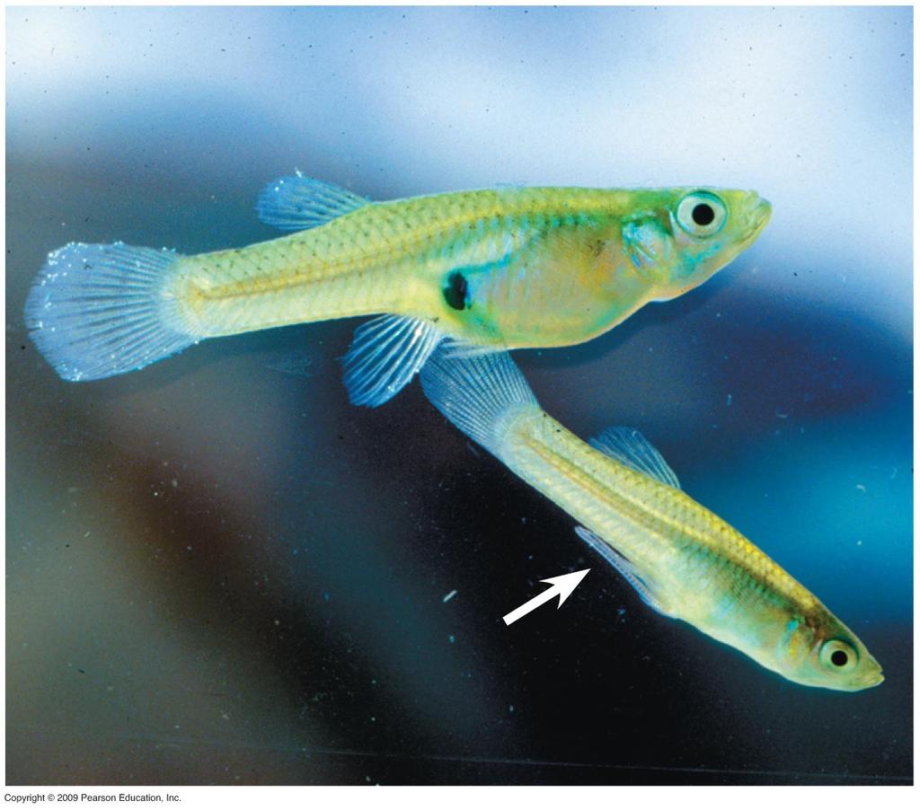 PCBs and DDT Stickleback fish - pollutants mimic female hormones and impair males ability to perform courtship rituals
