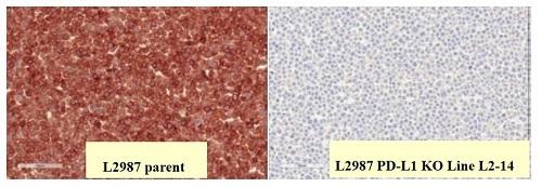Ab205921 specificity testing by Immunohistochemistry (KO testing): Loss of detection on KO Cells Strong IHC detection with anti-pd-l1 (ab205921, clone 28-8) is seen in an L2987