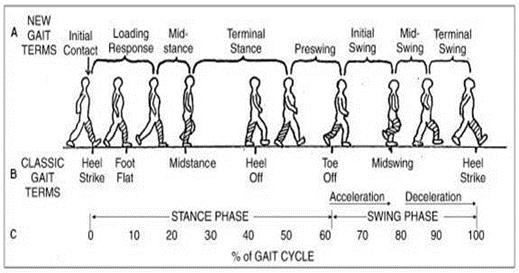 IJCSNS International Journal of Computer Science and Network Security, VOL.1 No.4, April 201 29 into two periods, namely stance and swing [9]. The cycle of people walking can be seen in Fig 1.