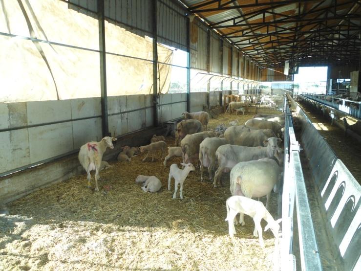 The situation in Greece Farmers in Greece - Do not have easy access to these labs - Do not consider breeding for milk quality because it is expensive and difficult to measure The idea Can we use