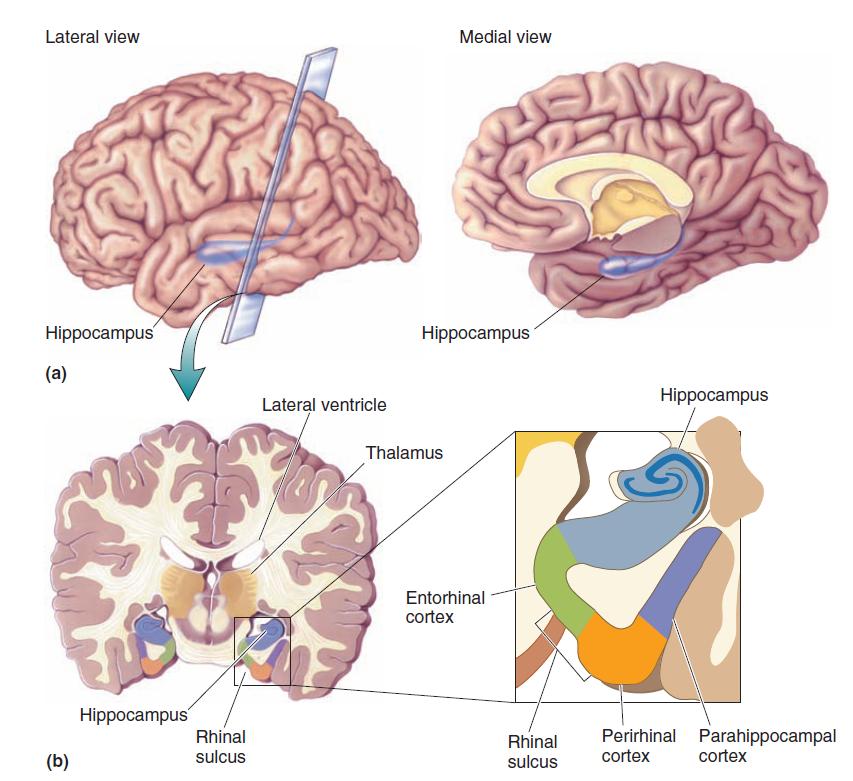 Hippocampus and associated structures are involved in learning and memory 14 Mark F