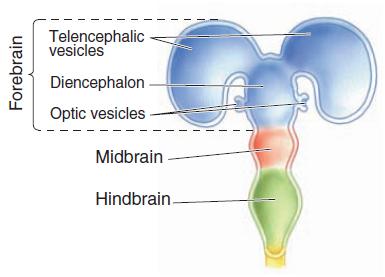 Diencephalon gives rise to thalamus and hypothalamus Mark F Bear, Barry W