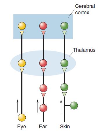 Thalamus is the gateway to the cortex All sensory (except olfactory) are relayed to the cortex through the thalamus Thalamo-cortico-thalamic loops