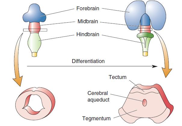 Midbrain gives rise to tectum and tegmentum Tegmentum consists of red nucleus and substantia nigra Both are involved in controlling voluntary movement