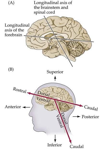 Orienting within the brain absolute axes and relative axes SUPERIOR (above) ANTERIOR (in front) Anterior/Posterior, Superior/Inferior absolute axis system