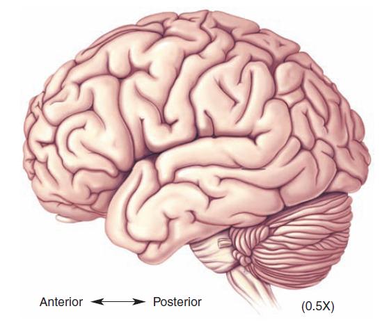 Cerebellum is again involved in modifying movements Gets detailed motor information through the pons about the commands that have been sent out from cerebral cortex Receives sensory information from