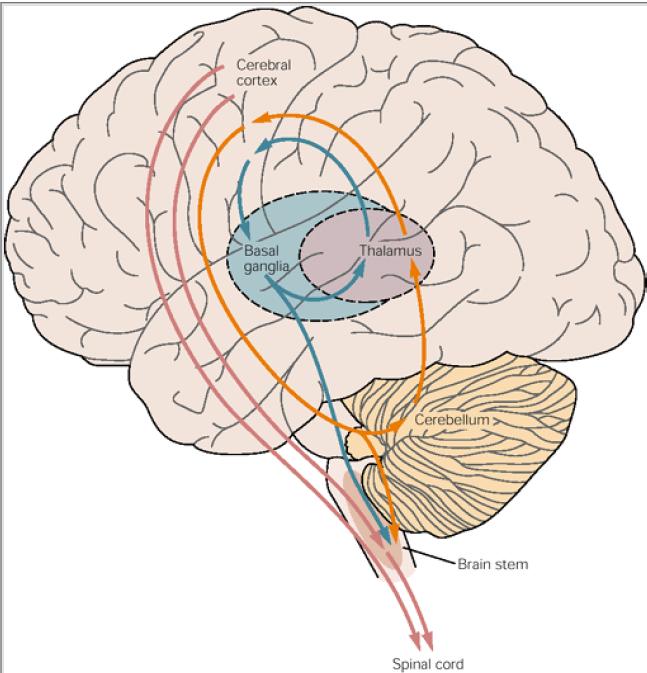 The basal ganglia form loops with the cortex and thalamus Cortex - Basal gangliathalamus cortex loops are important in the initiation and selection of movements Normal function