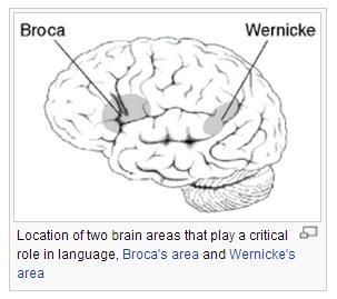Language and Speech Studies of brain acsvity have mapped areas responsible for language and speech Broca s area in the frontal lobe is acsve when