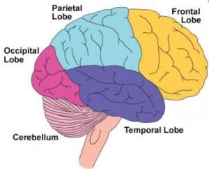 Frontal Lobe FuncSon Frontal lobe damage may impair decision making and emosonal responses but leave intellect