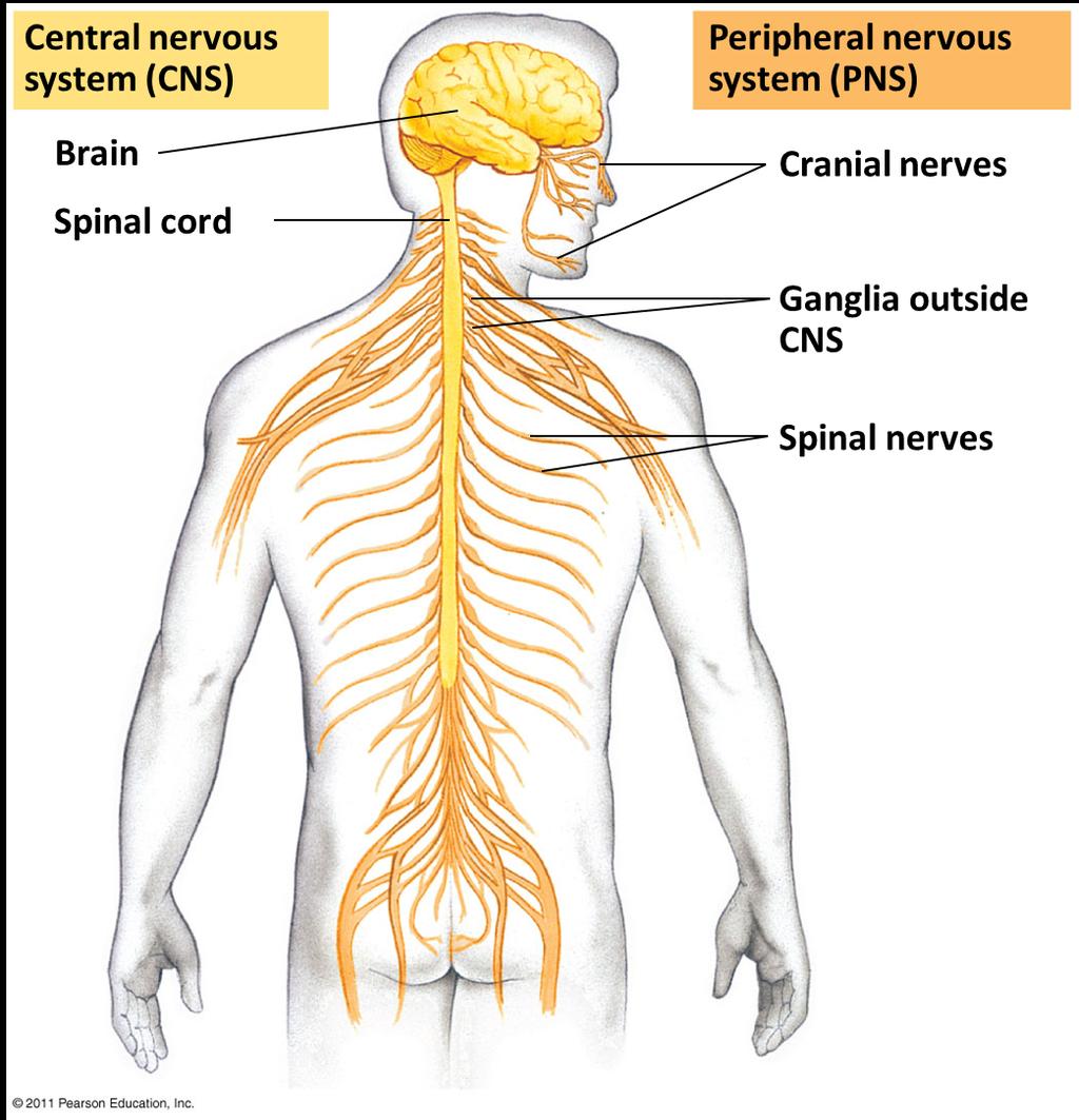 KP1: The Peripheral Nervous System handles inputs/outputs while the Central Nervous System makes