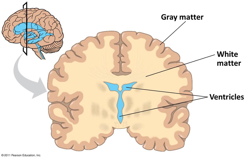 KP2: The brain is composed of white and gray maher.