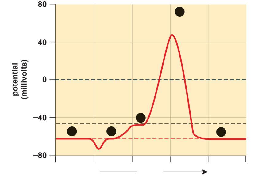Electrical Events During an Action Potential 4 action potential resting potential threshold 1 2 3 less more