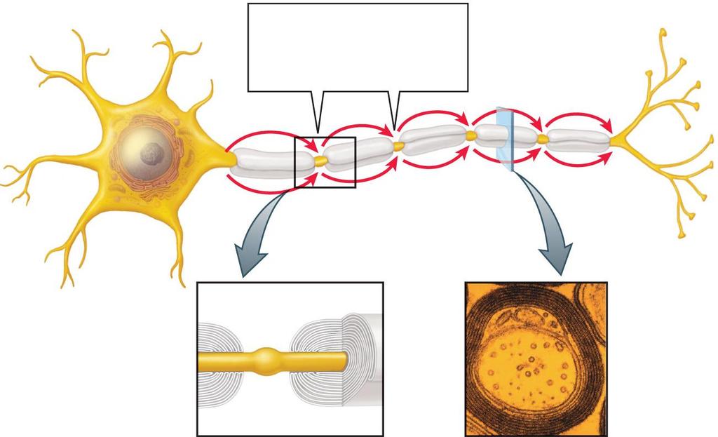 A Myelinated Axon An action potential jumps from node to node, greatly speeding up conduction down the Schwann cell node myelin myelin sheath Fig.