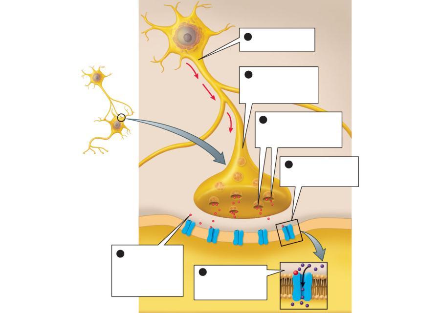 the action potential causes the synaptic vesicles to release neurotransmitters synaptic terminal of presynaptic neurotransmitters 4 Neurotransmitters bind to receptors on the postsynaptic dendrite of