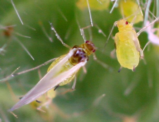 Soybean Aphid (Aphis