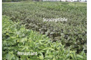 Current IA rec s for Resistant Beans Consider Genetics for Fields sprayed 2 out of 4 years Organic Soybeans Difficult to Spray Fields In