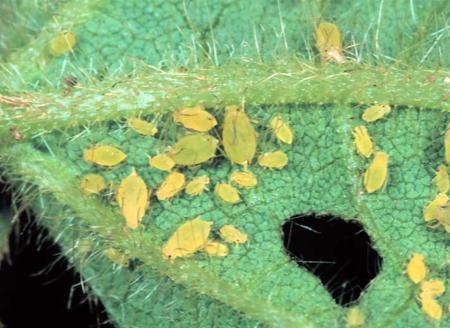 Soybean aphid - Biology Parthenogenesis in fields No males needed!