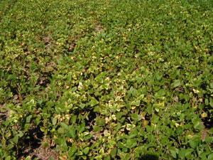 Soybean Aphid Damage Symptoms