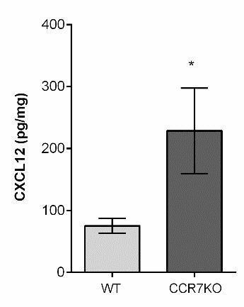 Figure S7: a b c f e d Figure S7: CXCL12:CXCR4 axis is responsible for the high number of neutrophils found into the lymph nodes of CCR7KO mice under steady state condition.