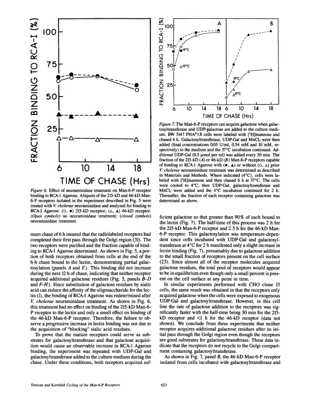 --- < U 00-0 75- z 5 A 1:O J,._ i,._ x... Q 25.- A--A- A" A < t U-,,,... 6 10 14 18 TME OF CHASE (Hrs) Figure 6. Effect of neuraminidase treatment on Man-6-P receptor binding to RCA-1 Agarose.