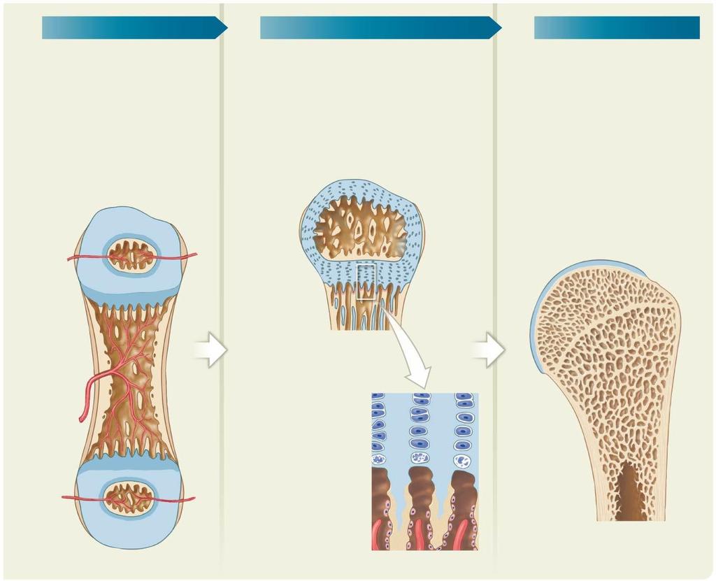Figure 5.7.1 Endochondral Ossification (3 of 3) 5 6 7 Capillaries and osteoblasts then migrate into the centers of the epiphyses, creating secondary ossification centers.