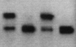 trnsgeni. () Anlysis of kryotyping nd genotyping of litters otined from mting femles with +/- mles.