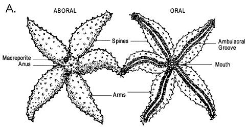 BIOLOGY TWO DISSECTION THE STARFISH PHYLUM ECHINODERMATA CLASS ASTEROIDEA PART ONE EXTERNAL ANATOMY. 1. Distinguish the oral side from the aboral side. 2.