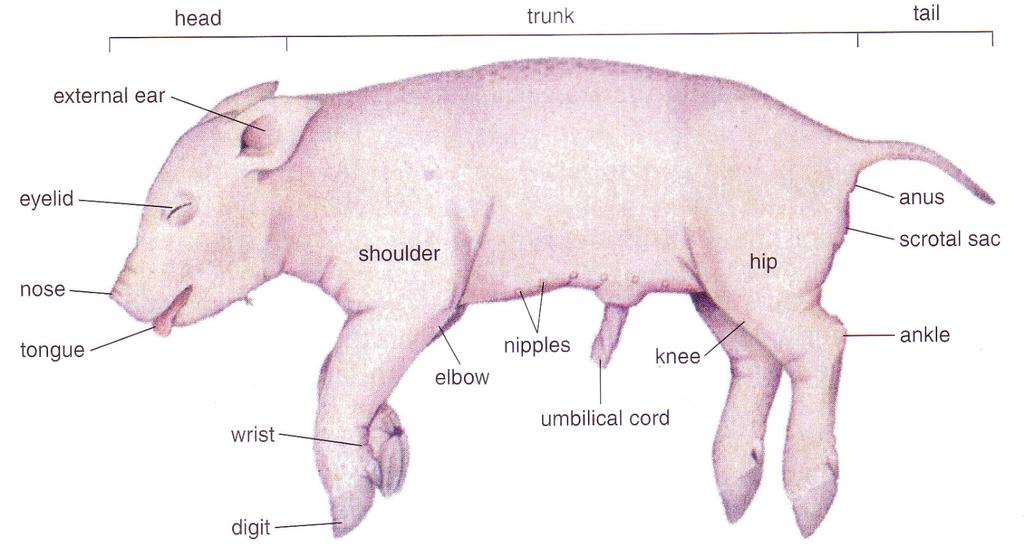 Fetal Pig Dissection OBJECTIVES Know the external anatomy of the fetal pig. Dissect the digestive, respiratory, circulatory, excretory, and reproductive systems of the fetal pig.