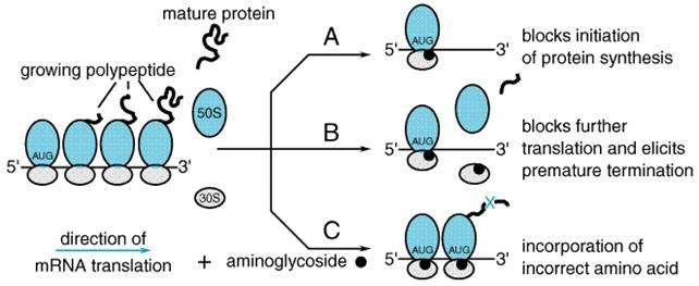 Like tigecycline, aminoglycosides function by binding to the 30S ribosomal subunit, but these antimicrobials can additionally facilitate the insertion of incorrect amino acid sequences into proteins
