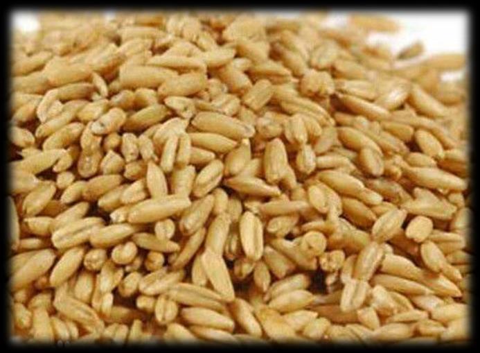 OATS, known scientifically as Avena sativa, are a hardy cereal grain able to withstand poor soil conditions in which other crops are unable to thrive.