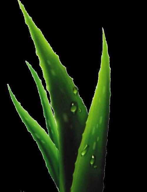 ALOE VERA, also known as the Medicinal Aloe, is a species of succulent plant that probably originated in northern Africa.