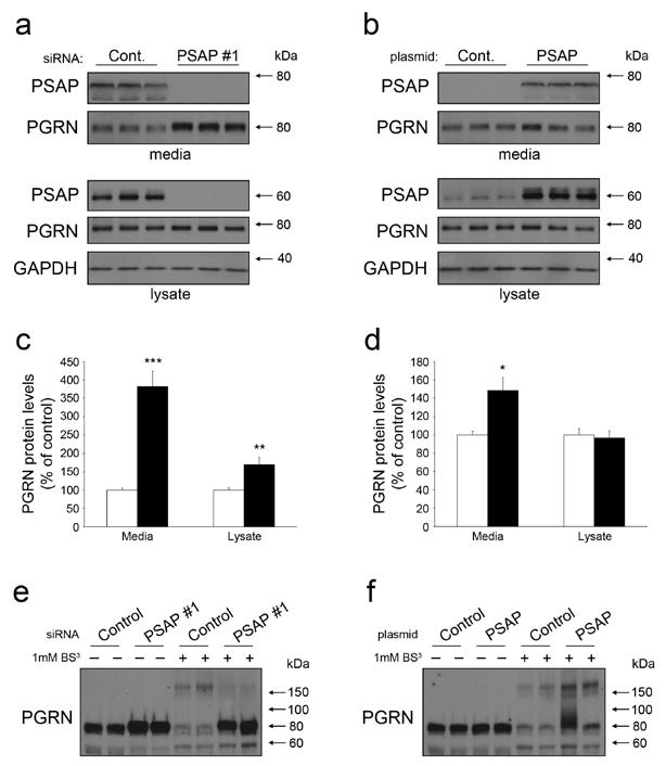Supplementary Figure 5. PGRN levels and oligomerization are changed in human glioblastoma U251 cells.