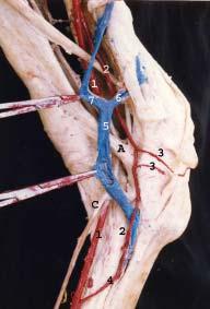 I) Deep part of collateral ligament. 1) Interosseous artery. 2) Dorsal carpal branch of palmar branch of radial artery. 3) Dorsal carpal branches of radial artery. 4) Dorsal metacarpal artery.