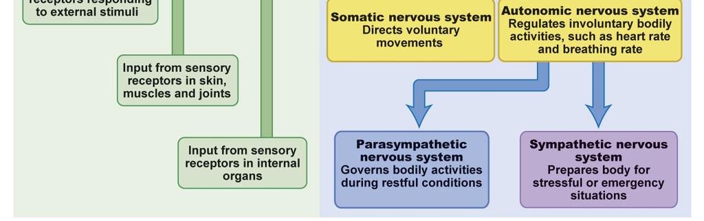 1 The nervous system Peripheral Nervous System Somatic nervous system part of PNS that controls voluntary functions Movement, controls skeletal muscles