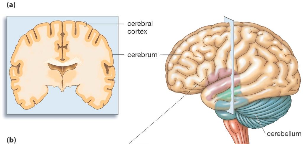 right cerebral hem ispheres to com m unicate with one another Contains: Cerebral cortex Functions as the sensory area for touch, vision, hearing, and olfaction as well as association areas for