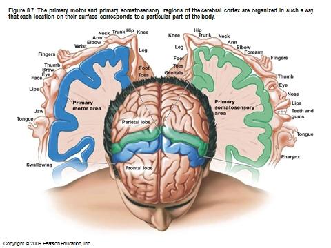 7/21/2014 Corpus callosum cerebral cortex Beneath