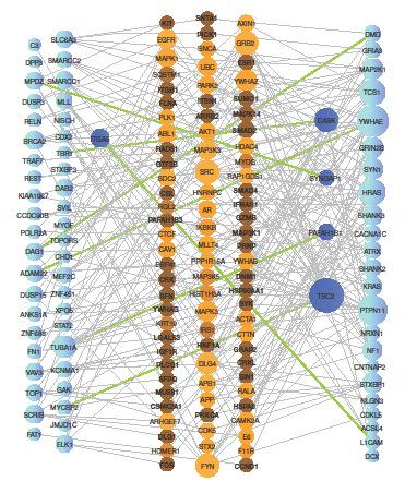 Networks of Gene Interactions