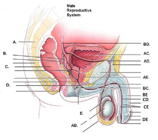 Match the indicated term with its designation on the following illustration. 51. tail bone 52. site of urine storage 53. site of semen formation and storage 54. site of sperm maturation 55.