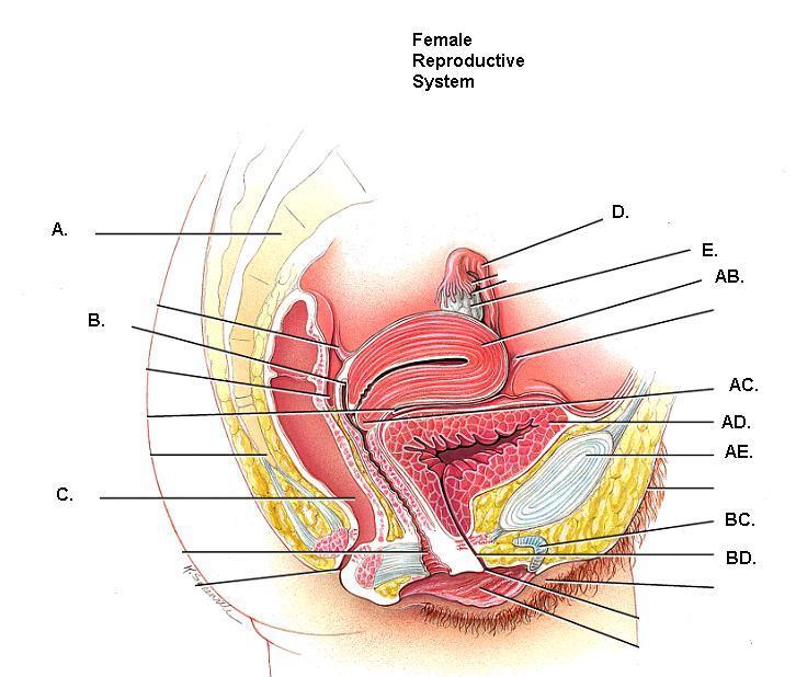 Match the indicated term with its designation on the following illustration 62. site of ovulation 63. site of fertilization 64. organ of gestation (embryonic and fetal development) 65. cervix 66.