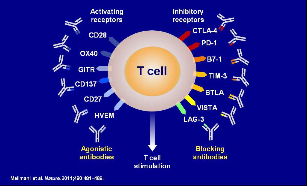 T-Cell Immune Checkpoints Presented By