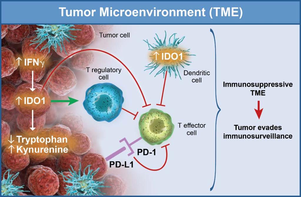 IDO Inhibitors: Background Upregulation of IDO1 is a potential mechanism to evade immunosurveillance Tryptophan Kynurenine T eff and NK cells T reg cells, MDSCs, TAMs Epacadostat: IDO1 enzyme