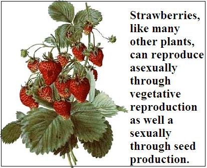 Most species of animals and flowering plants reproduce sexually.