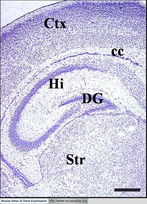 Components of Hippocampal Formation The hippocampus contains CA1 - CA3.