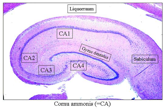 formation includes CA, dentate gyrus ( tooth-like bump ), entorhinal