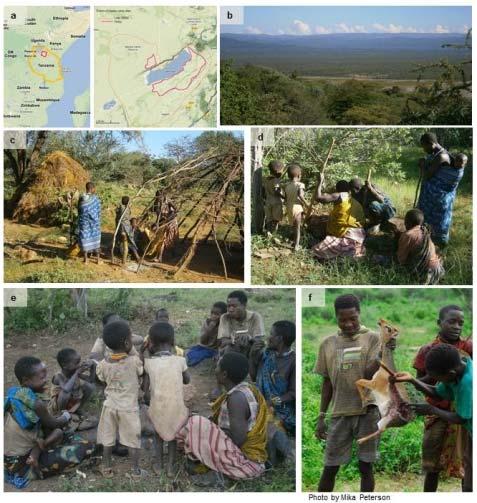 THE HADZA DIET Annual Hazda diet: 70% of kcal from plant foods; 30% from bird and animal meat (dry season) diet rich in simple sugars, starch and protein while lean in fat STUDY DESIGN (I) 27 Hadza,