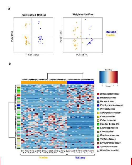 THE HADZA GUT MICROBIOTA: SIGNIFICANT SEPARATION BY SEX Sex-based labor divisions within the Hadza community Cellulose and xylan hydrolizers adaptation to higher amounts of plant fiber in diet