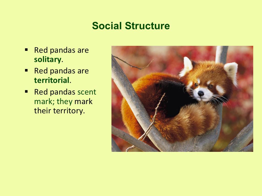 Red pandas are solitary, except females with young, coming together only for annual breeding season. The red panda is territorial.