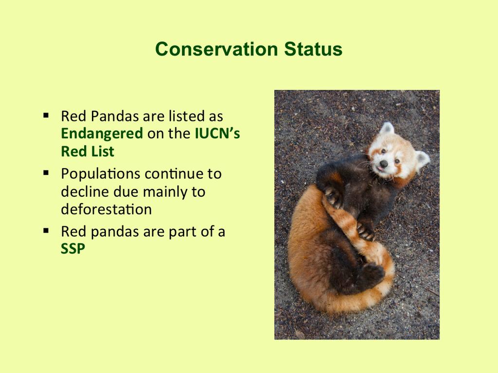 Red pandas are listed as Endangered on the IUCN Red List of Threatened Species and is on CITES Appendix I.